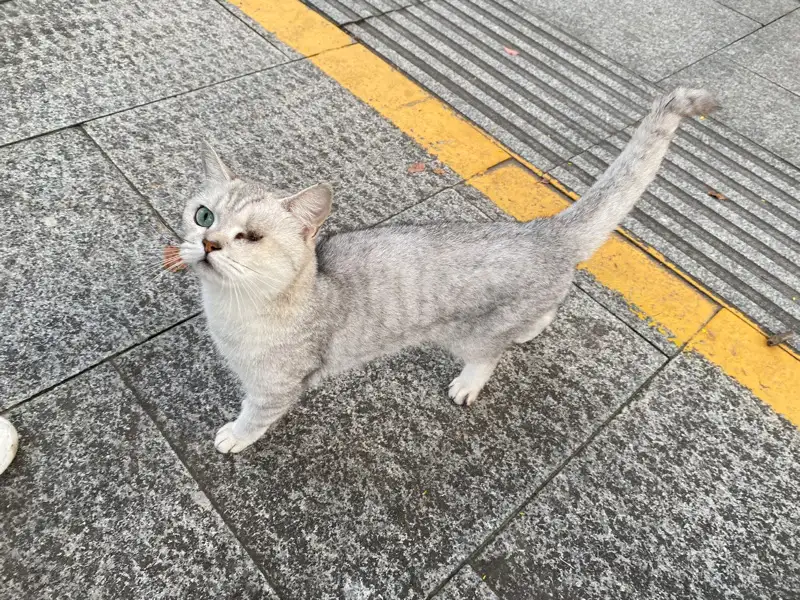 8月22日芜湖市无为市蓝鼎小区领养猫,宠物猫,猫咪【领养启示/启事】