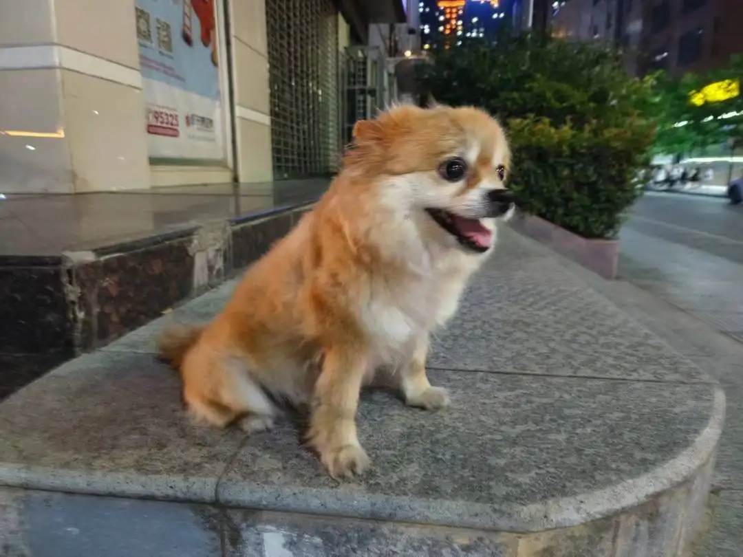 8月23日宝鸡市金台区金台大道大润发超市前捡到流浪博美【博美招领启示/启事】