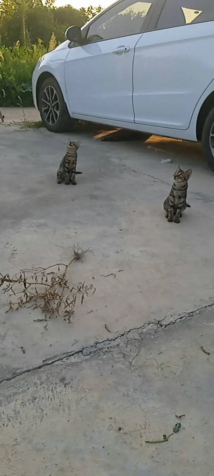 8月3日益阳市赫山区益阳赫山区郊区领养猫,宠物猫,猫咪【领养启示/启事】