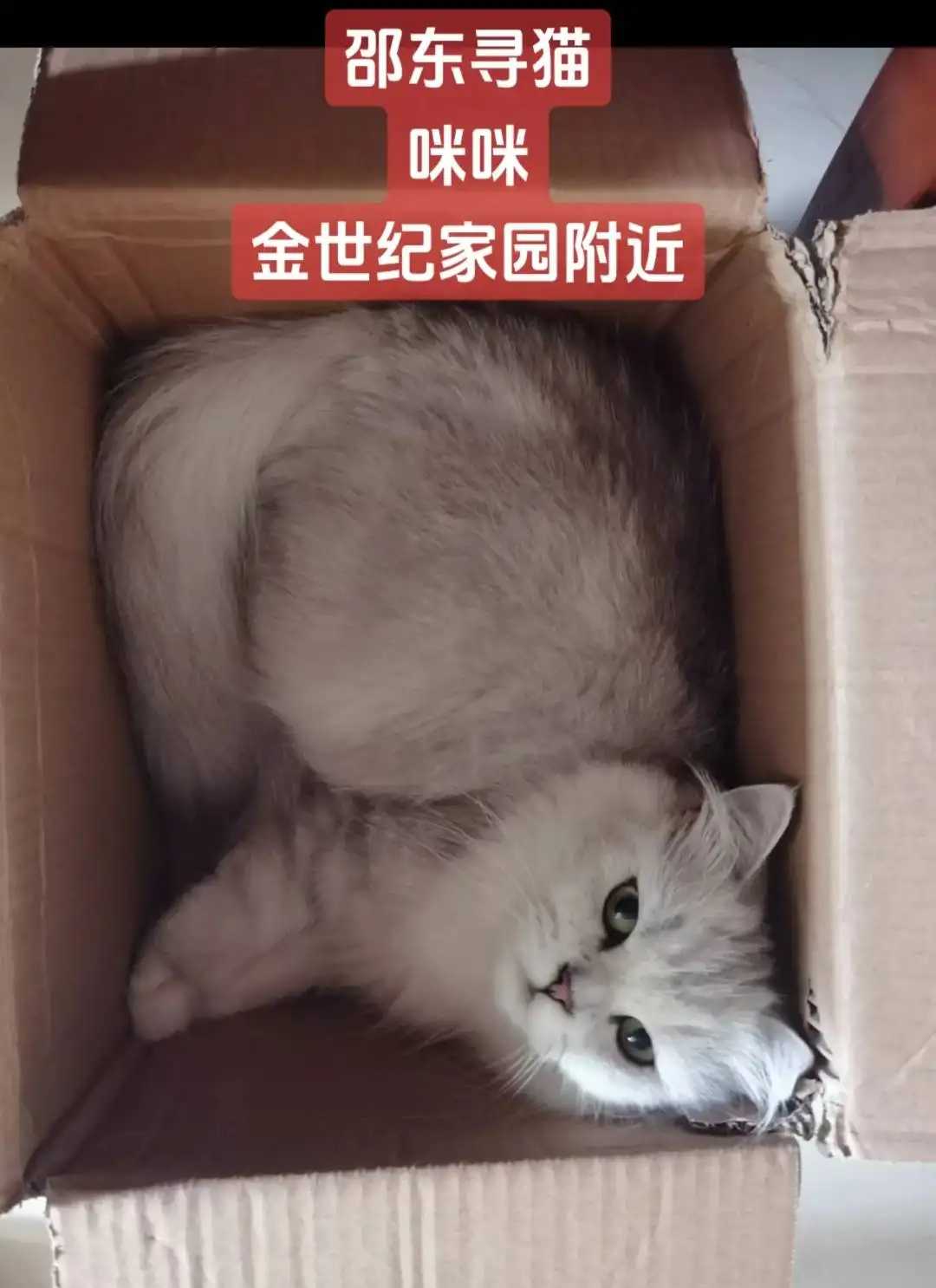 8月28日邵阳市邵东市金世纪家园附近走失猫,宠物猫,猫咪【寻猫启示/启事】