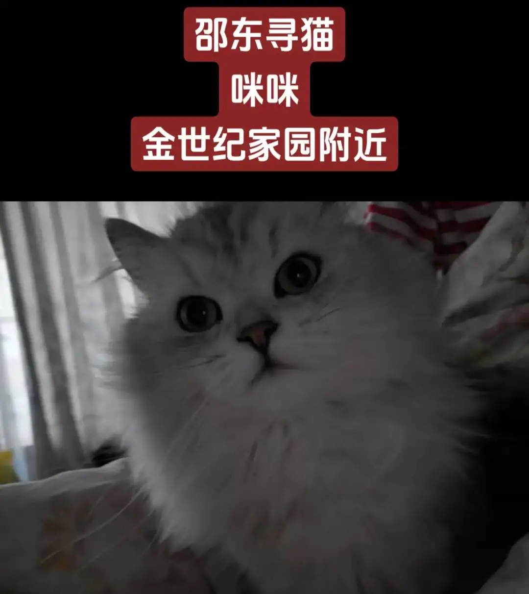 8月28日邵阳市邵东市金世纪家园附近走失猫,宠物猫,猫咪【寻猫启示/启事】