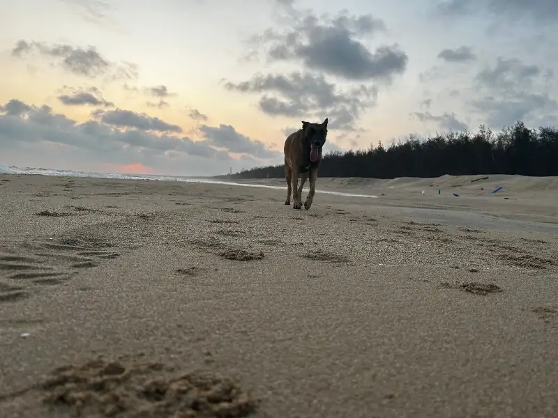 8月5日三亚市天涯区领养马犬,比利时马里努阿犬【领养启示/启事】