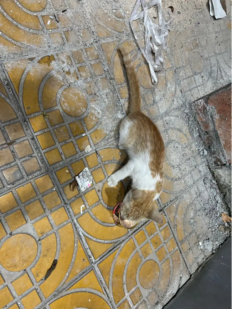 8月6日揭阳市榕城区江滨花园京东超市门口发现流浪橘猫【流浪橘猫线索】