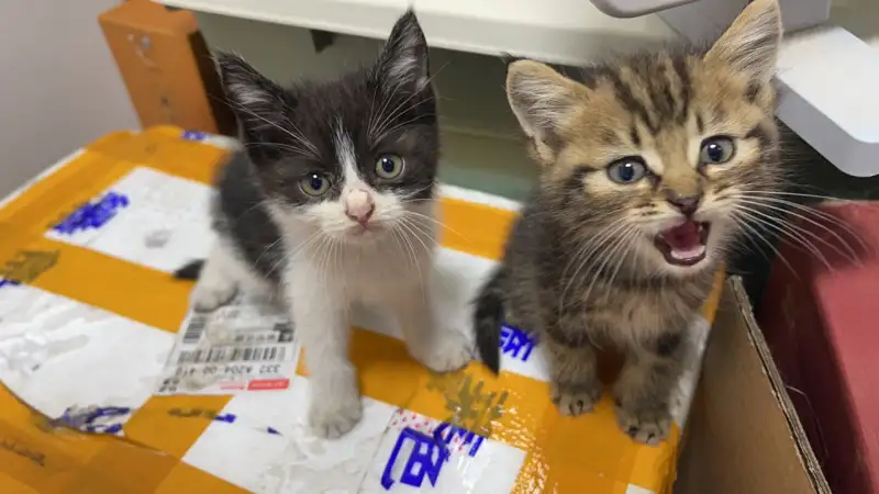 7月26日南通市港闸区陈桥街道仁和锦居捡到流浪狸花猫【狸花猫招领启示/启事】