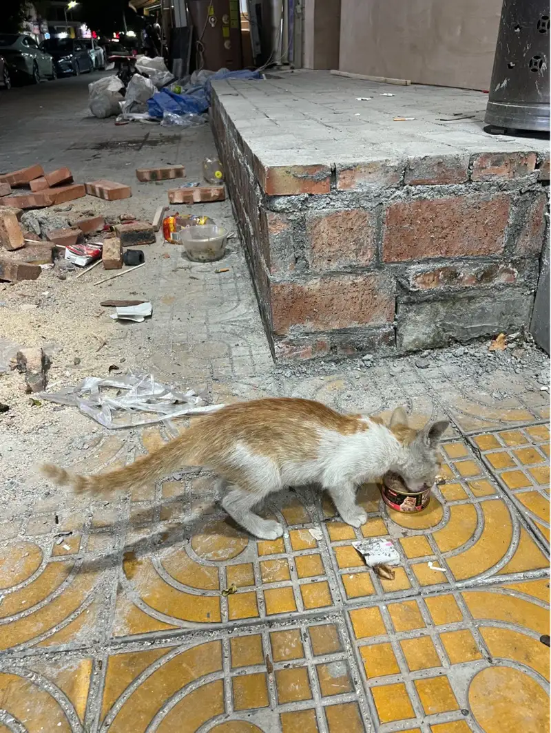 8月6日揭阳市榕城区江滨花园京东超市门口发现流浪橘猫【流浪橘猫线索】