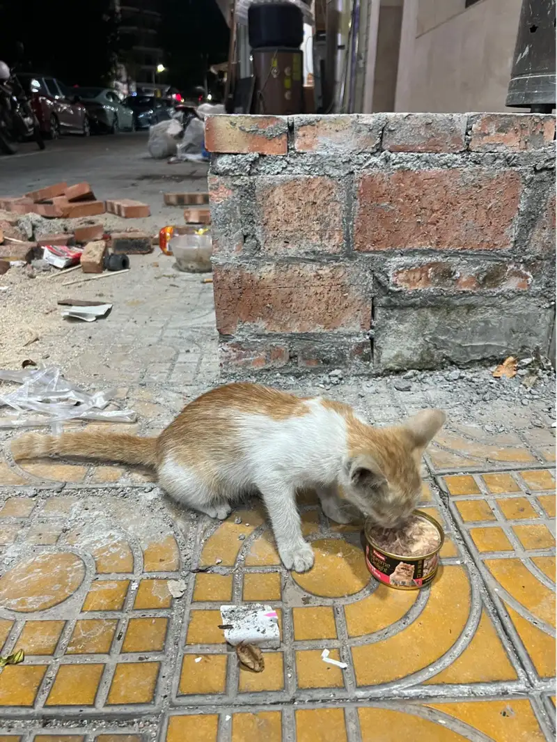 8月6日揭阳市榕城区江滨花园京东超市门口发现流浪橘猫【流浪橘猫线索】