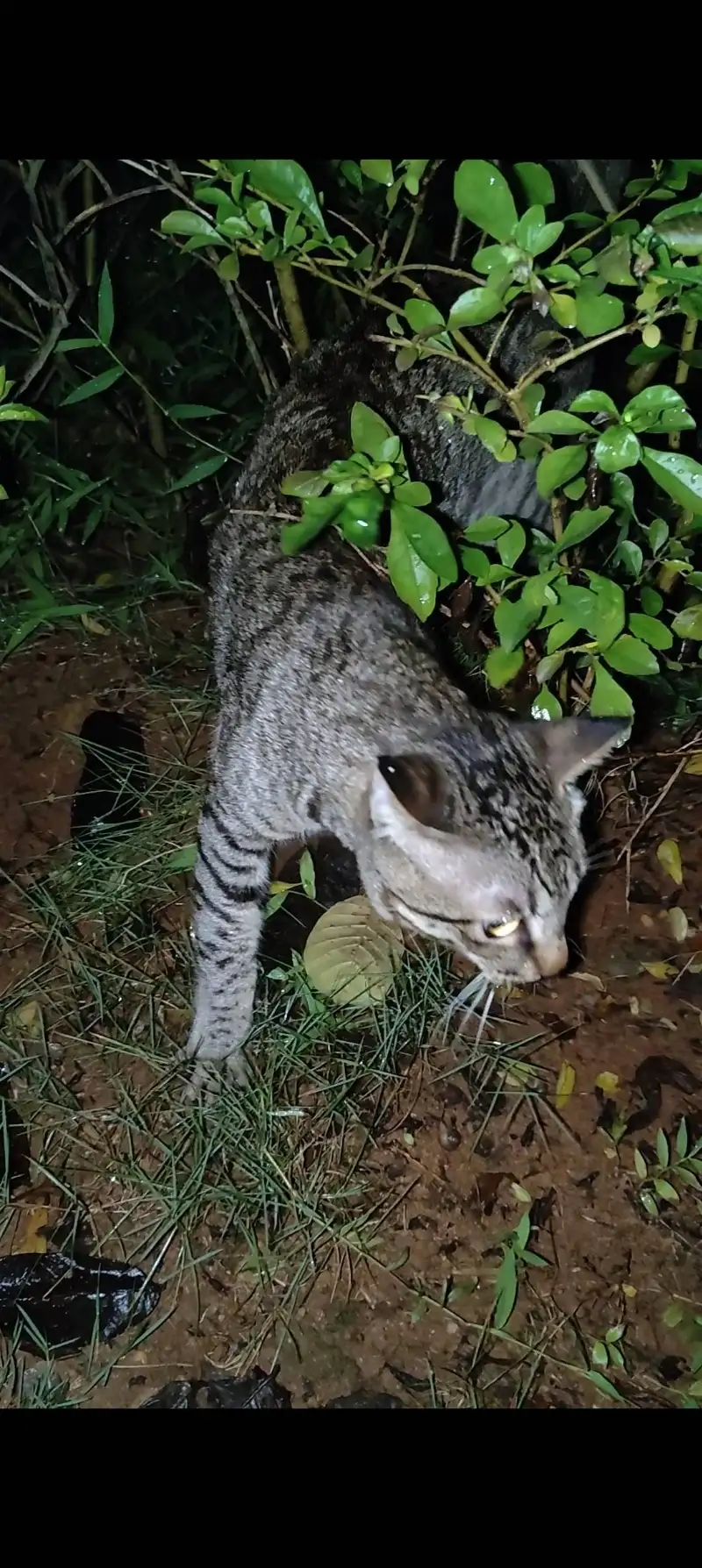 9月11日海口市美兰区美祥路盛达景都小区发现流浪猫,宠物猫,猫咪【流浪猫线索】