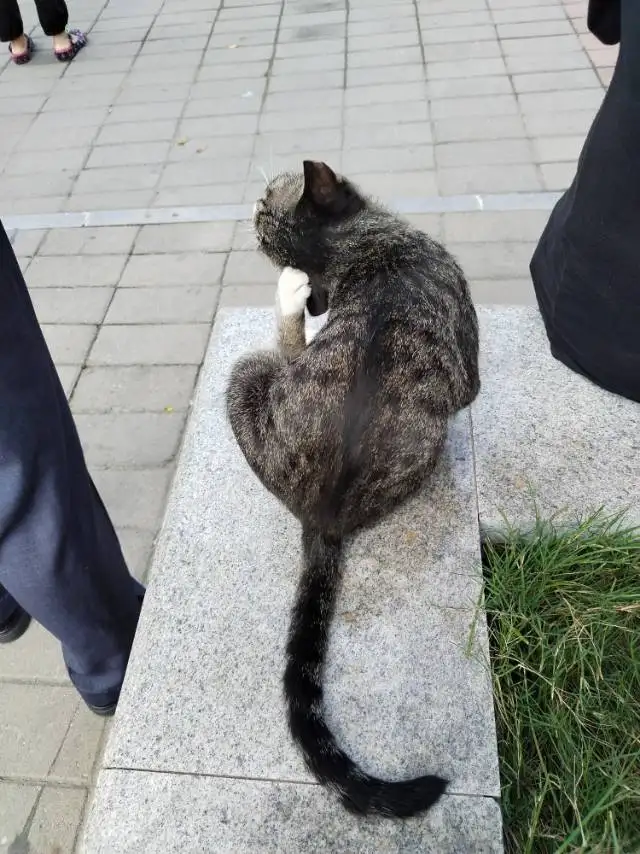 9月13日郑州市中原区淮河路小学西门发现流浪狸花猫【流浪狸花猫线索】