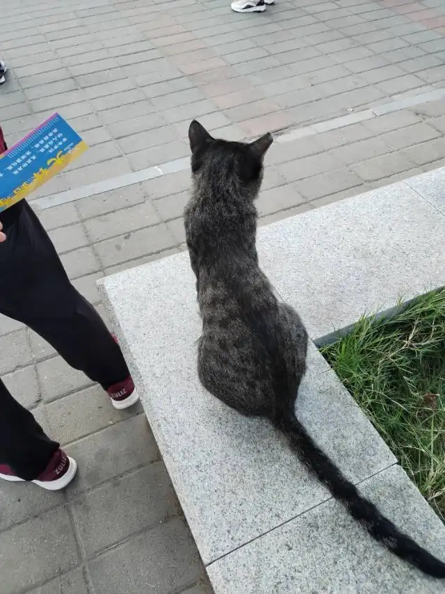 9月13日郑州市中原区淮河路小学西门发现流浪狸花猫【流浪狸花猫线索】