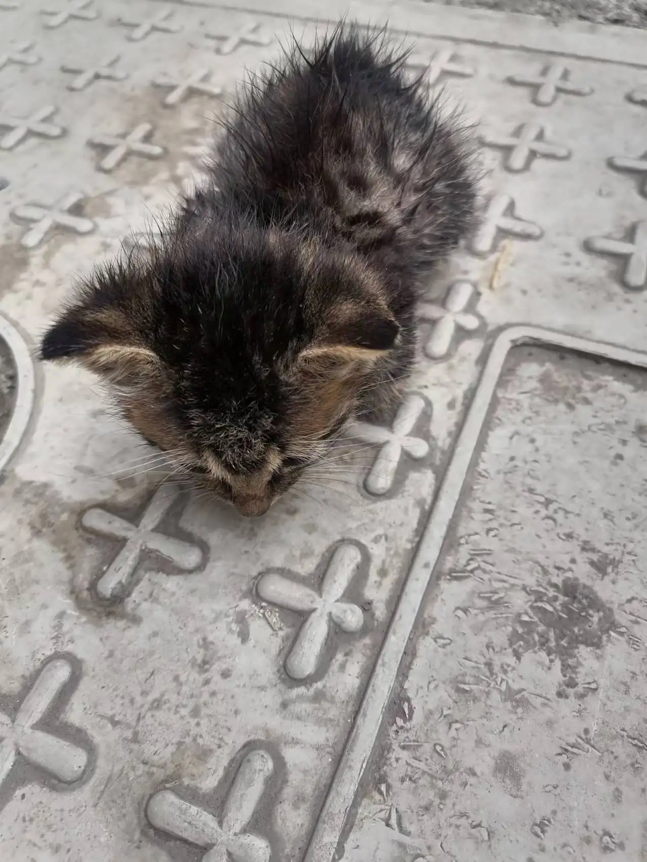 9月13日遵义市道真仡佬族苗族自治县北兴天街华府领养猫,宠物猫,猫咪【领养启示/启事】