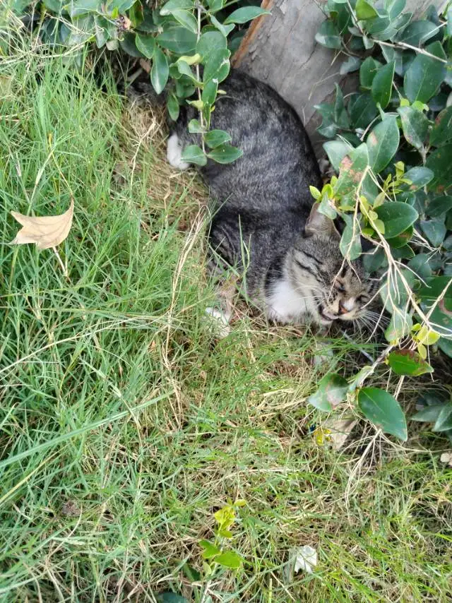 9月13日郑州市中原区淮河路小学西门发现流浪狸花猫【流浪狸花猫线索】