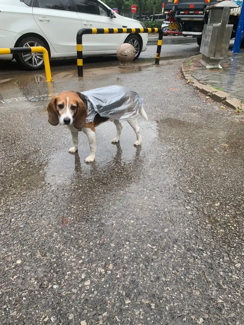 9月21日北京市大兴区黄村镇领养比格犬,米格鲁猎犬【领养启示/启事】