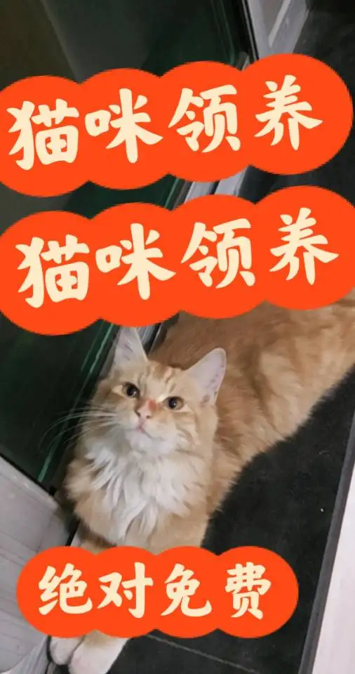 9月22日唐山市玉田县内的都能接受领养橘猫【领养启示/启事】