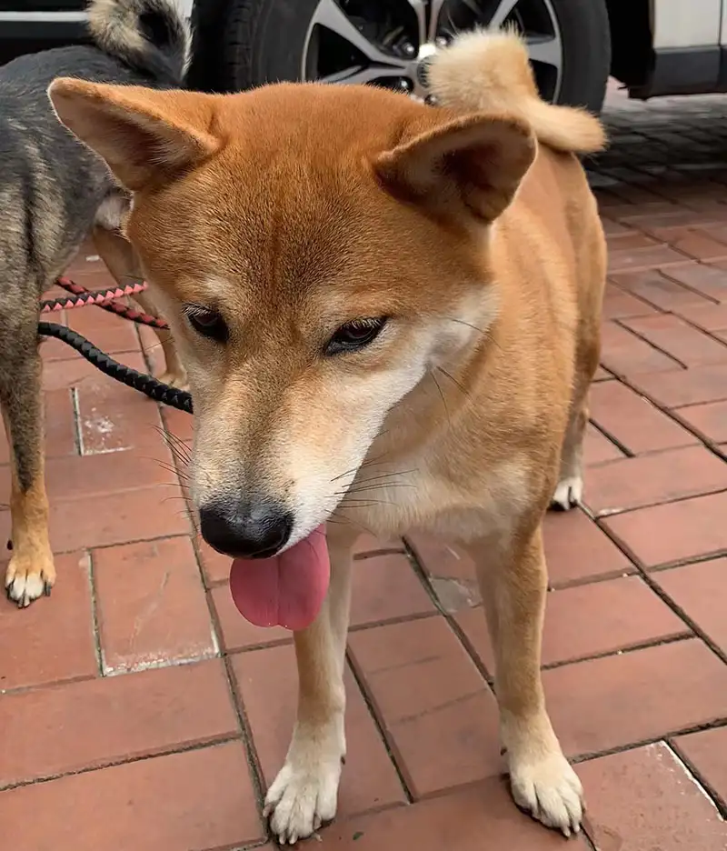 9月19日天津市滨海新区厦门路融科·贻锦台走失土狗,柴犬,田园犬,中华田园犬【寻土狗/田园犬启示/启事】