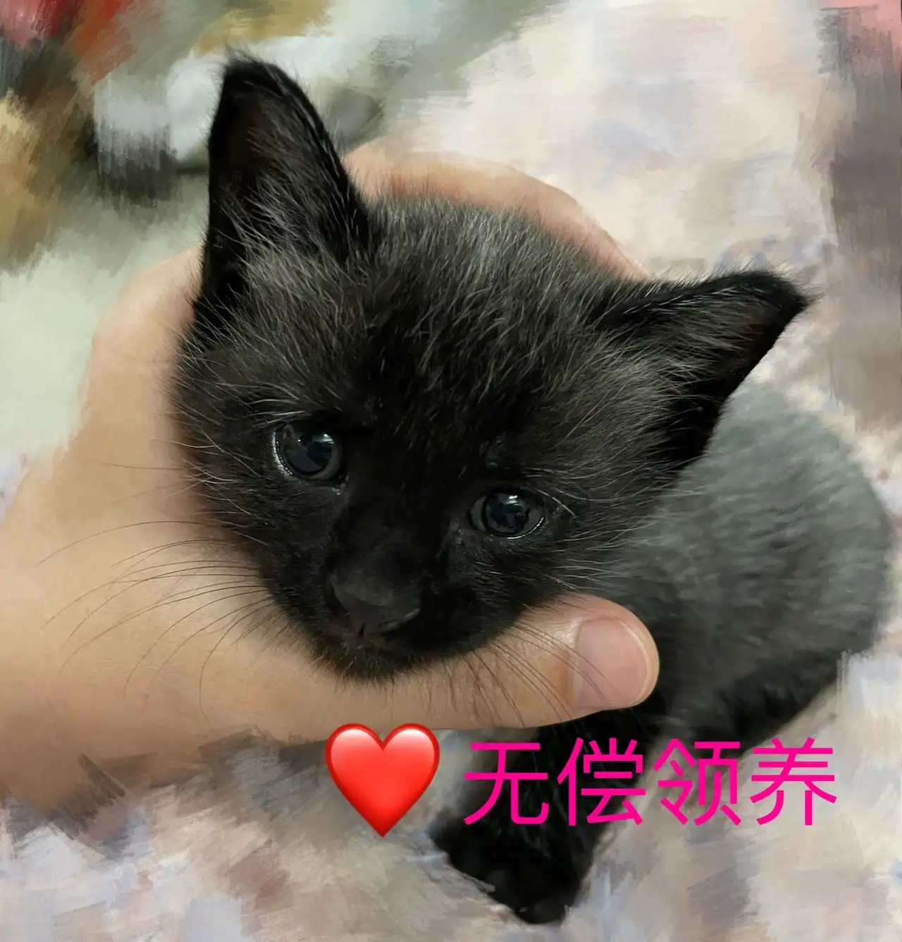 9月25日镇江市扬中市扬中吾悦领养猫,宠物猫,猫咪【领养启示/启事】