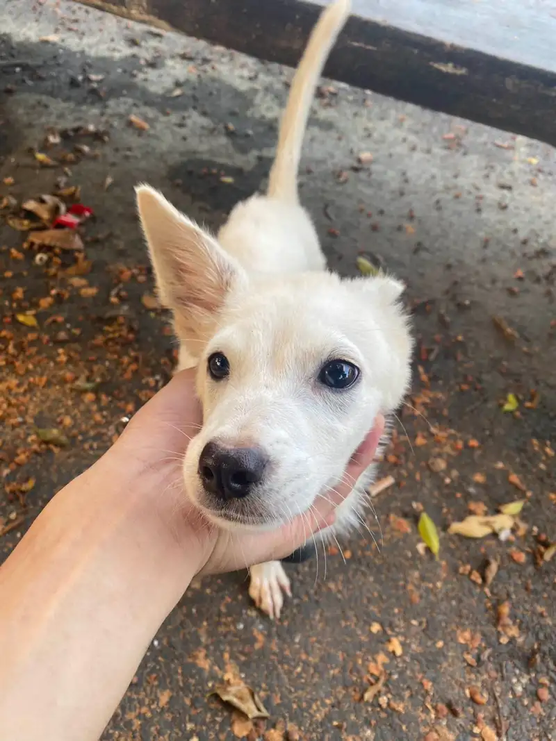 9月25日汕尾市陆丰市河东镇领养土狗,柴犬,田园犬,中华田园犬【领养启示/启事】