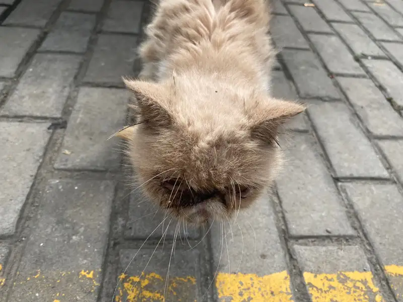 9月30日扬州市高邮市郭集镇捡到流浪加菲猫【加菲猫招领启示/启事】