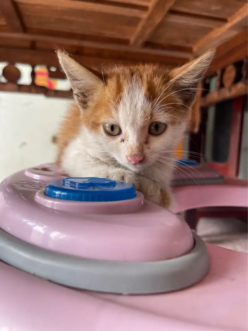 9月30日泰州市七圩镇医院领养橘猫【领养启示/启事】