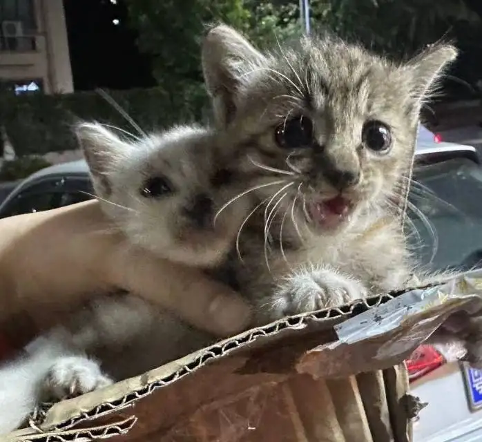 9月5日中山市三乡镇雅居乐花园佰利山领养狸花猫【领养启示/启事】