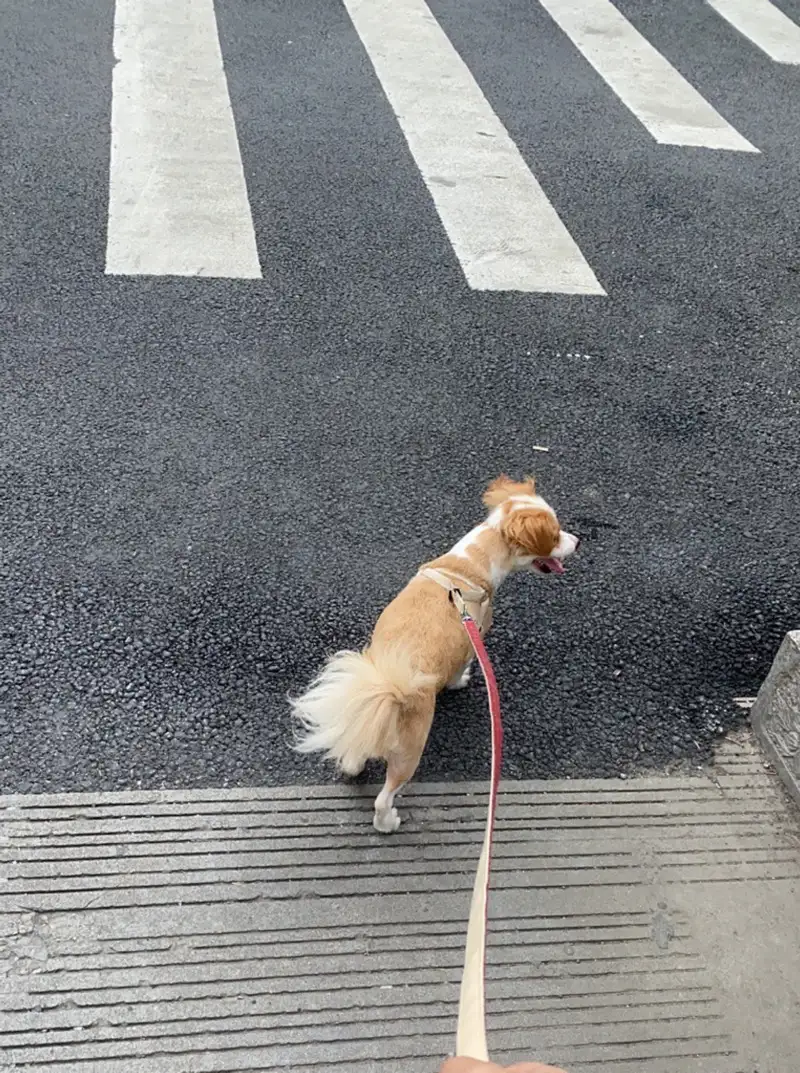 8月11日上海市浦东新区芳草路与白杨路交叉口捡到流浪土狗,柴犬,田园犬,中华田园犬【土狗/田园犬招领启示/启事】