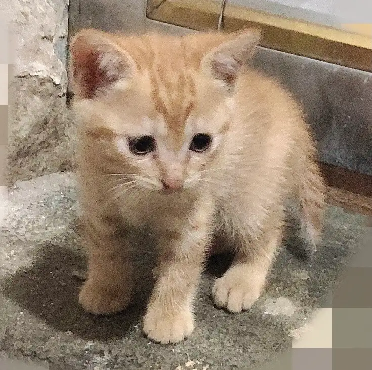 9月7日泉州市安溪县茶博汇17栋120号共享茶室领养猫,宠物猫,猫咪【领养启示/启事】