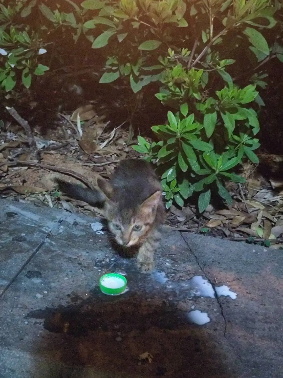 9月2日绍兴市越城区环城东路与云东路交叉口花坛处发现流浪狸花猫【流浪狸花猫线索】