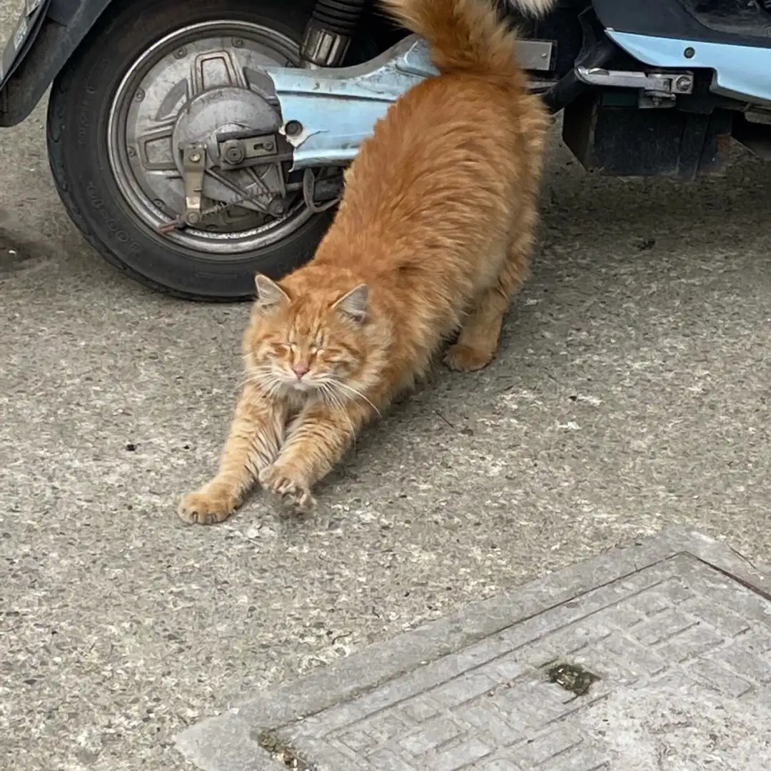 10月13日崇左市凭祥市小区捡到流浪田园猫,家猫【田园猫/家猫招领启示/启事】