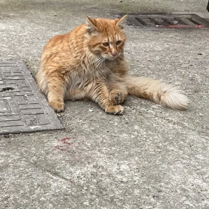 10月13日崇左市凭祥市小区捡到流浪田园猫,家猫【田园猫/家猫招领启示/启事】