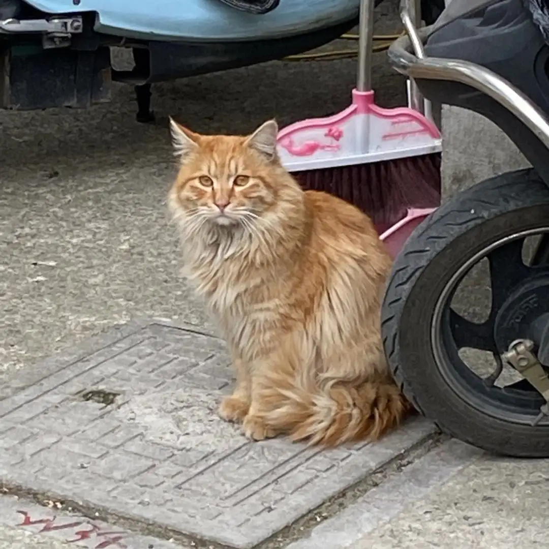 10月13日崇左市凭祥市小区捡到流浪田园猫,家猫【田园猫/家猫招领启示/启事】