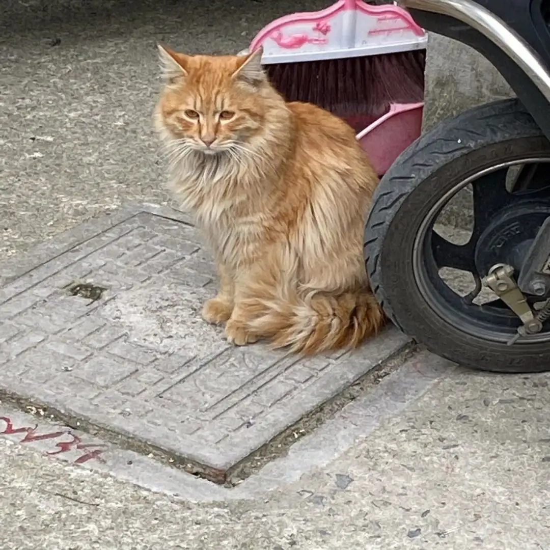 10月13日崇左市凭祥市小区捡到流浪田园猫,家猫【田园猫/家猫招领启示/启事】