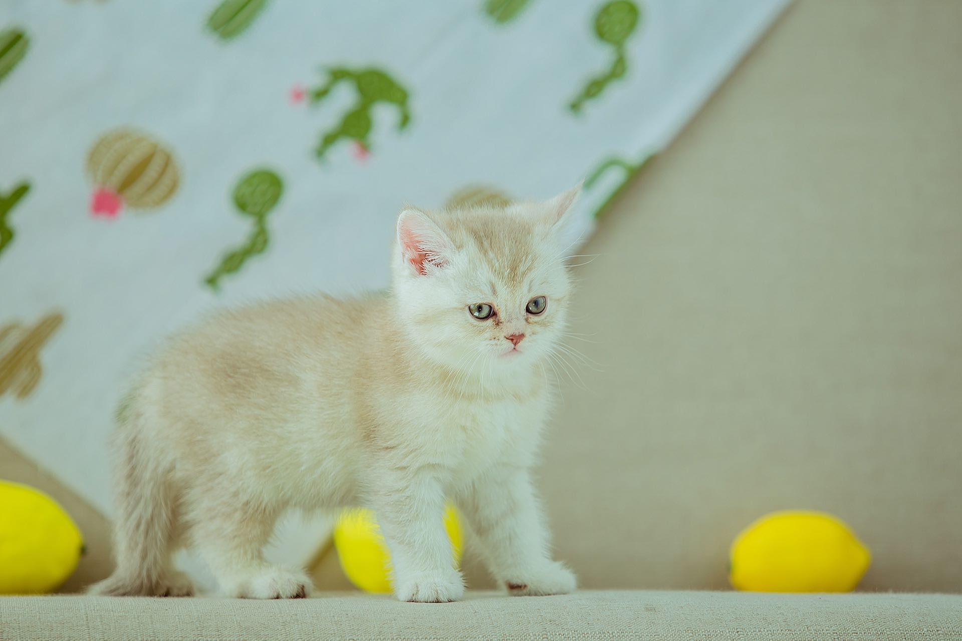 7月4日朝阳市双塔区老县医院附近省地质队领养猫,宠物猫,猫咪【领养启示/启事】