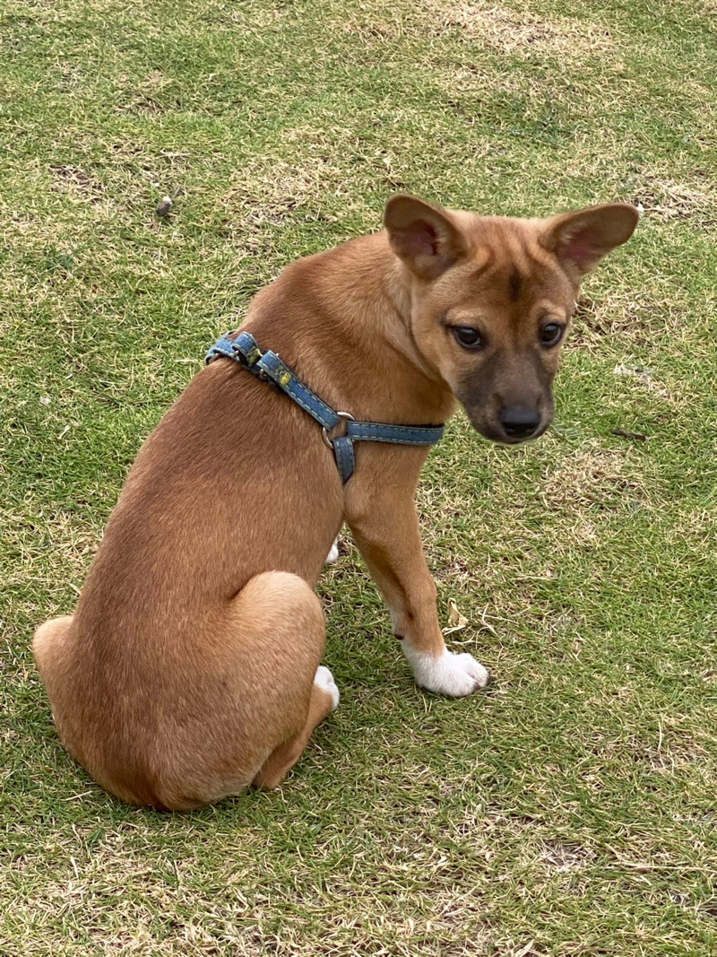 7月4日成都市崇州市白头镇一家人饭店斜对面走失土狗,柴犬,田园犬,中华田园犬【寻土狗/田园犬启示/启事】