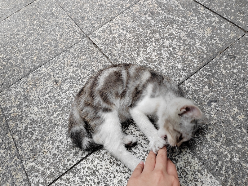 7月7日成都市温江区海科名城领养猫,宠物猫,猫咪【领养启示/启事】