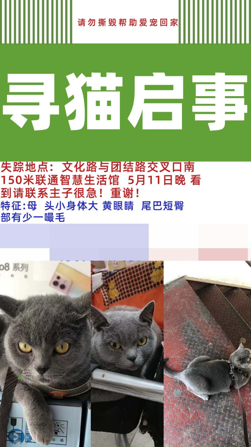 5月12日南阳市邓州市文化路与团结路交叉口南50米联通智慧生活馆走失英短蓝猫,英国蓝色短毛猫【寻英短蓝猫启示/启事】