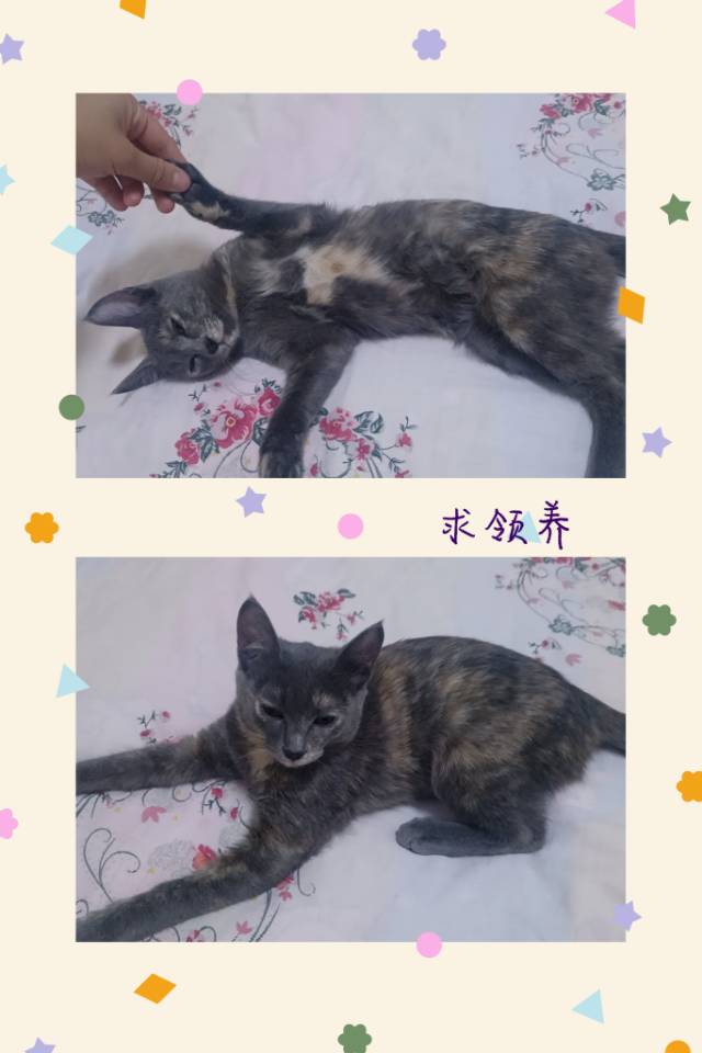 7月10日塔城地区乌苏市乌苏新区领养猫,宠物猫,猫咪【领养启示/启事】