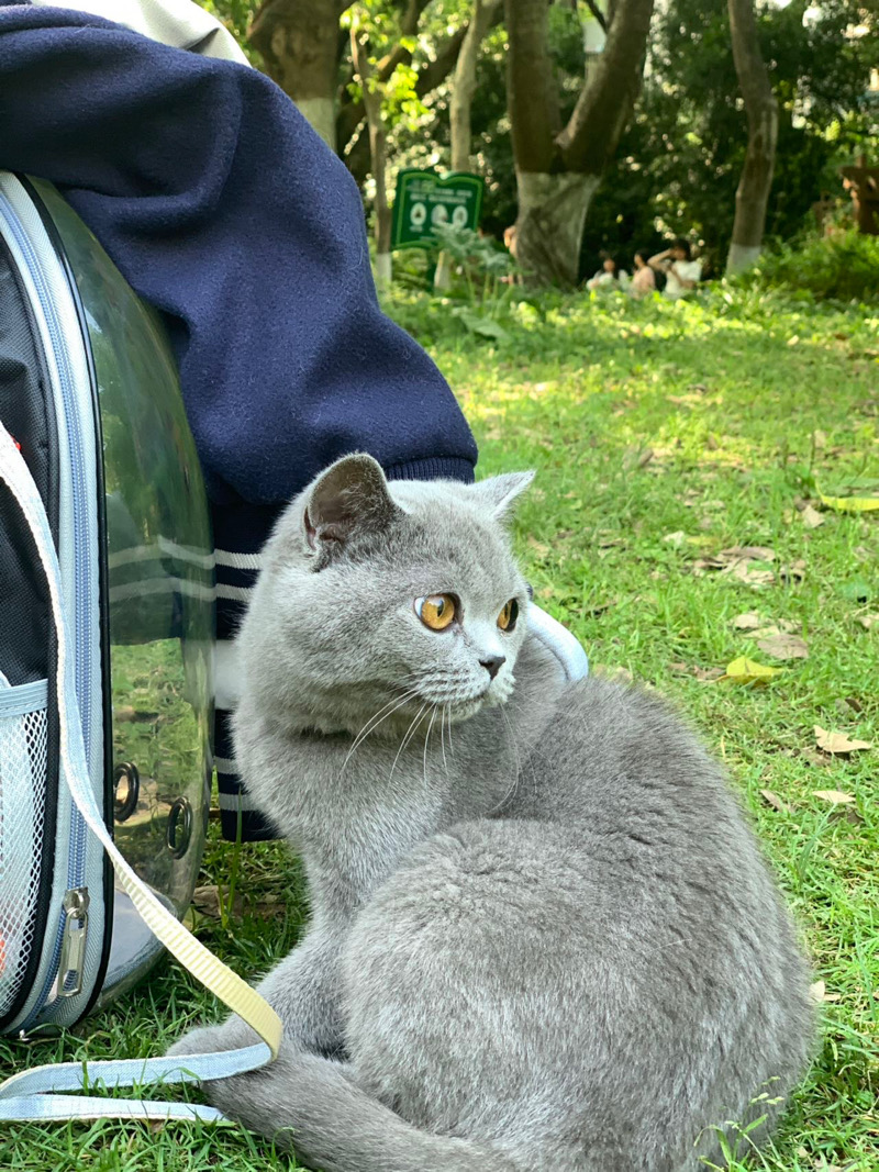 7月6日桂林市七星区六合路走失英短蓝猫,英国蓝色短毛猫【寻英短蓝猫启示/启事】