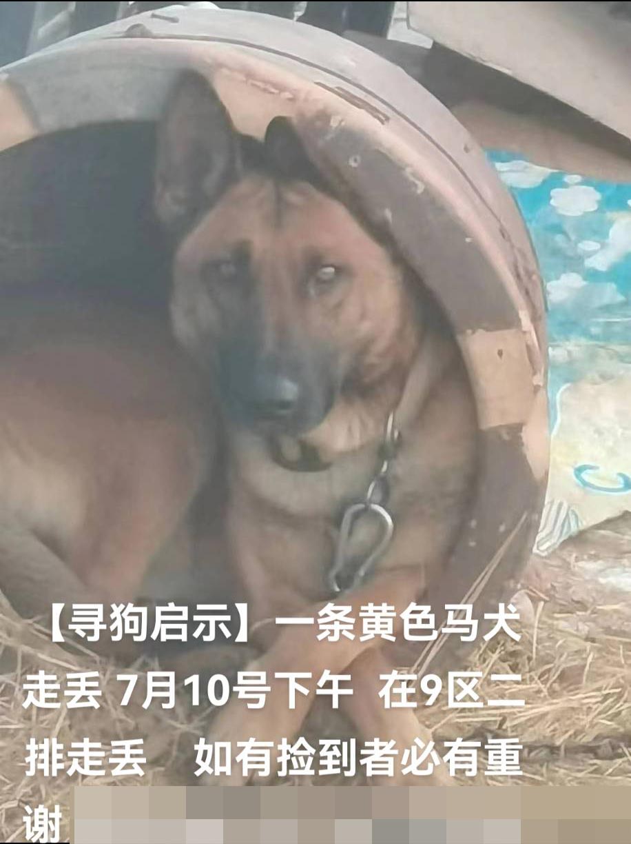 7月10日大庆市红岗区五厂附近九区二排走失马犬,比利时马里努阿犬【寻马犬启示/启事】