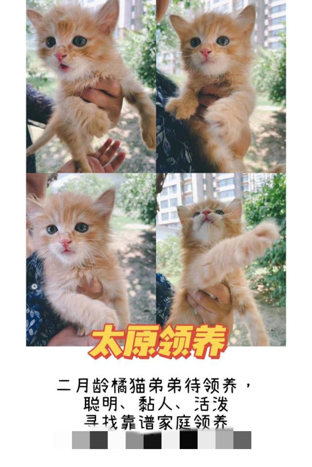 7月17日太原市尖草坪区大同路滨河苑捡到流浪橘猫【橘猫招领启示/启事】