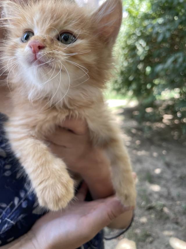 7月17日太原市尖草坪区大同路滨河苑捡到流浪橘猫【橘猫招领启示/启事】