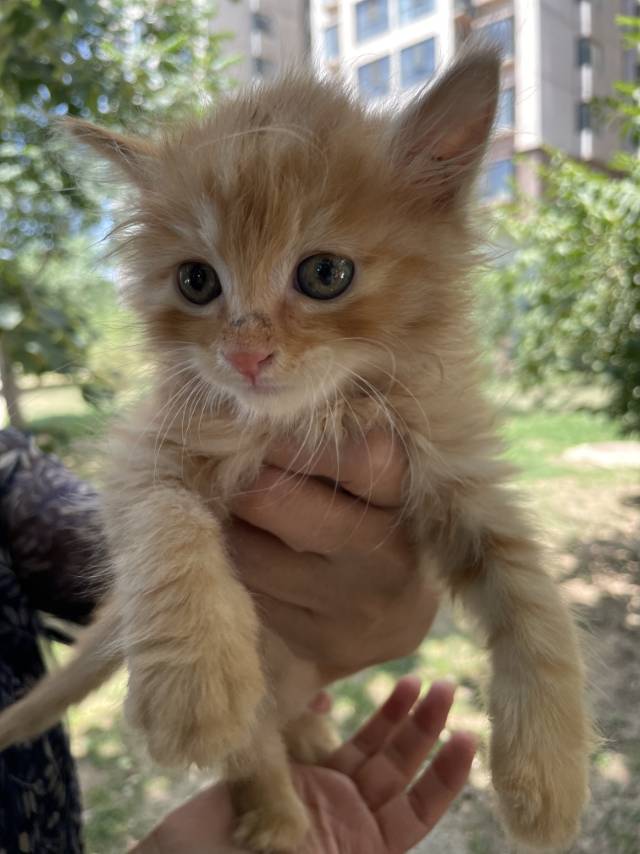 7月17日太原市尖草坪区大同路滨河苑捡到流浪橘猫【橘猫招领启示/启事】