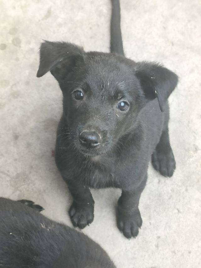 7月28日运城市河津市河津领养马犬,比利时马里努阿犬【领养启示/启事】