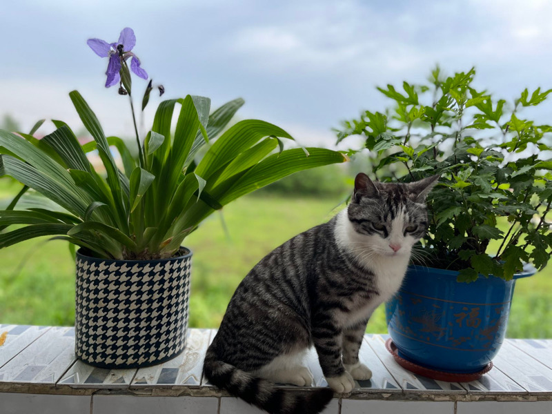 7月30日六安市舒城县千人桥镇太岗附近走失美短,美国短毛猫,起司猫【寻美国短毛猫启示/启事】