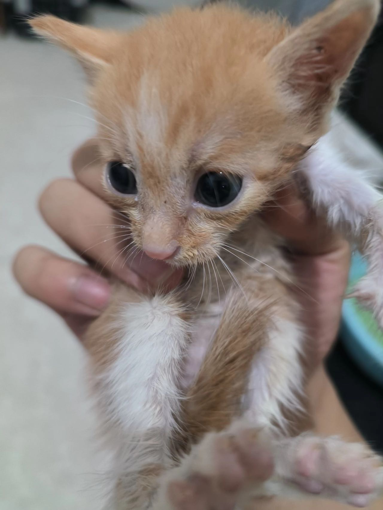 8月2日湖州市安吉县孝丰领养橘猫【领养启示/启事】