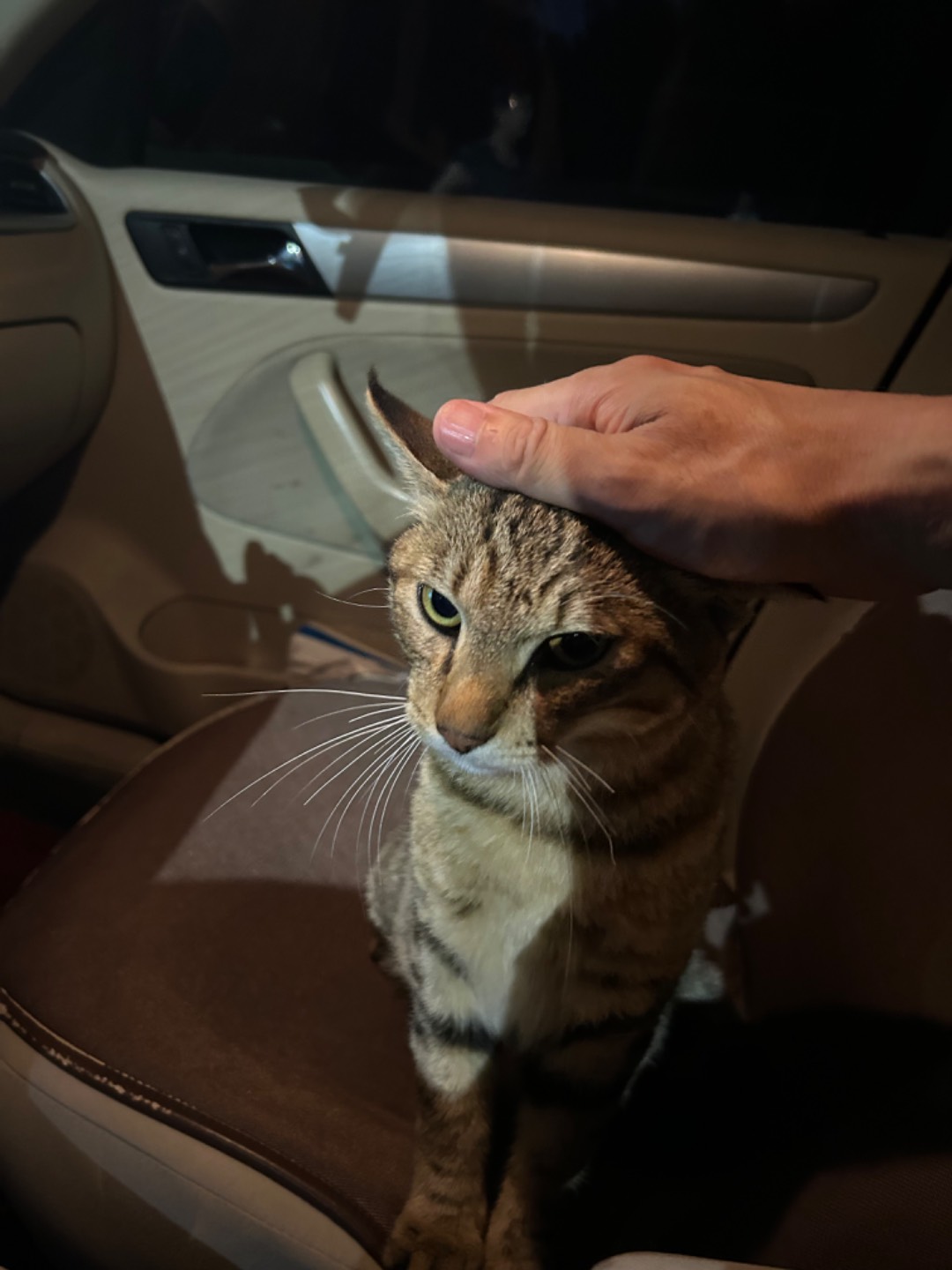 8月3日哈尔滨市香坊区植物园捡到流浪猫,宠物猫,猫咪【猫招领启示/启事】