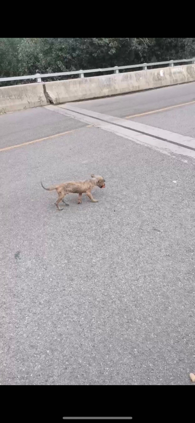 8月5日廊坊市香河县姜吴街村领养土狗,柴犬,田园犬,中华田园犬【领养启示/启事】