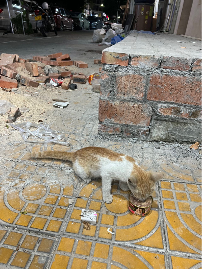 8月6日揭阳市榕城区江滨花园京东超市门口发现流浪橘猫【流浪橘猫线索】