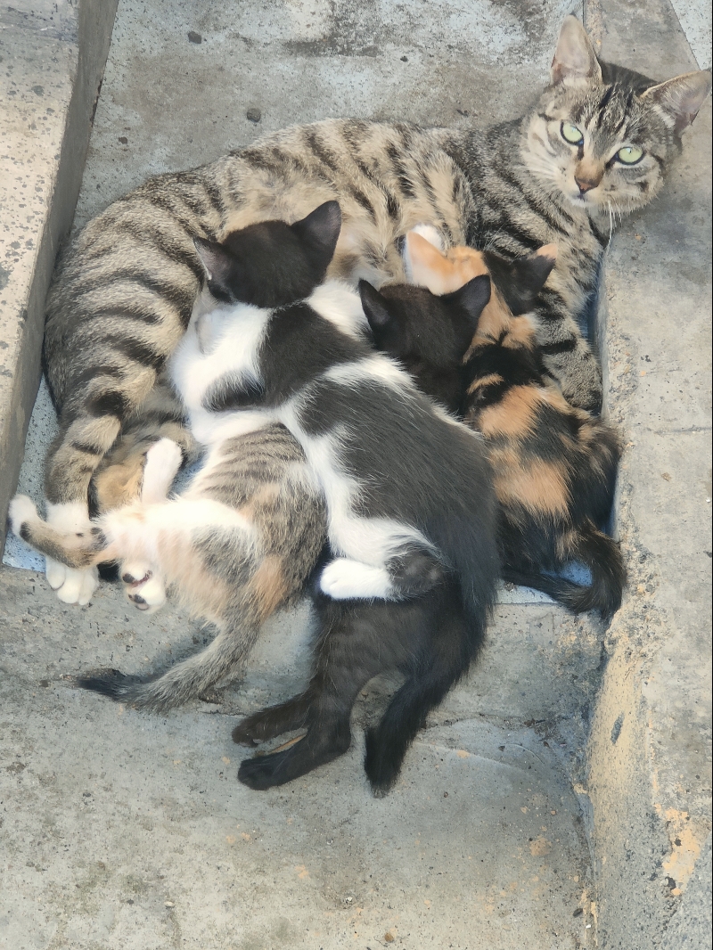 8月1日青岛市即墨区田横镇江家屯发现流浪狸花猫【流浪狸花猫线索】