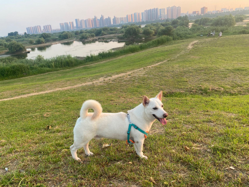 8月14日临沂市河东区皇山社区指挥庄走失狗,宠物狗【寻狗启示/启事】