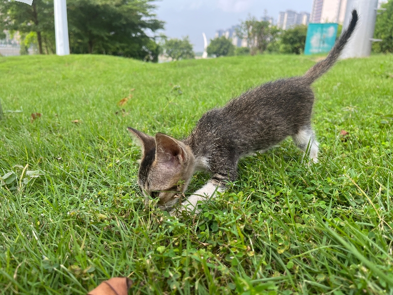 8月18日江门市恩平市锦江公园发现流浪猫,宠物猫,猫咪【流浪猫线索】