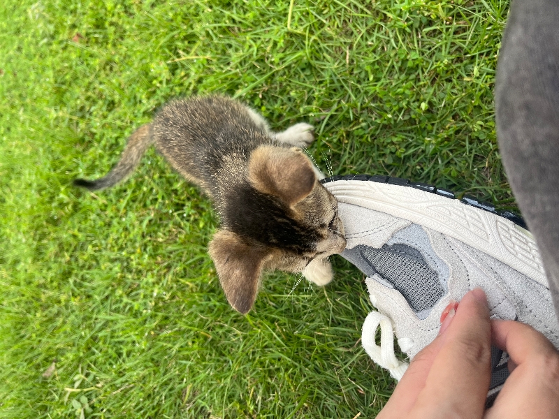 8月18日江门市恩平市锦江公园发现流浪猫,宠物猫,猫咪【流浪猫线索】